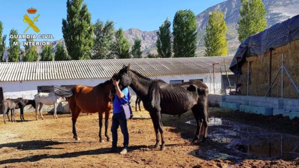 Muchos de los equinos hacinados se encontraban en peligro de muerte