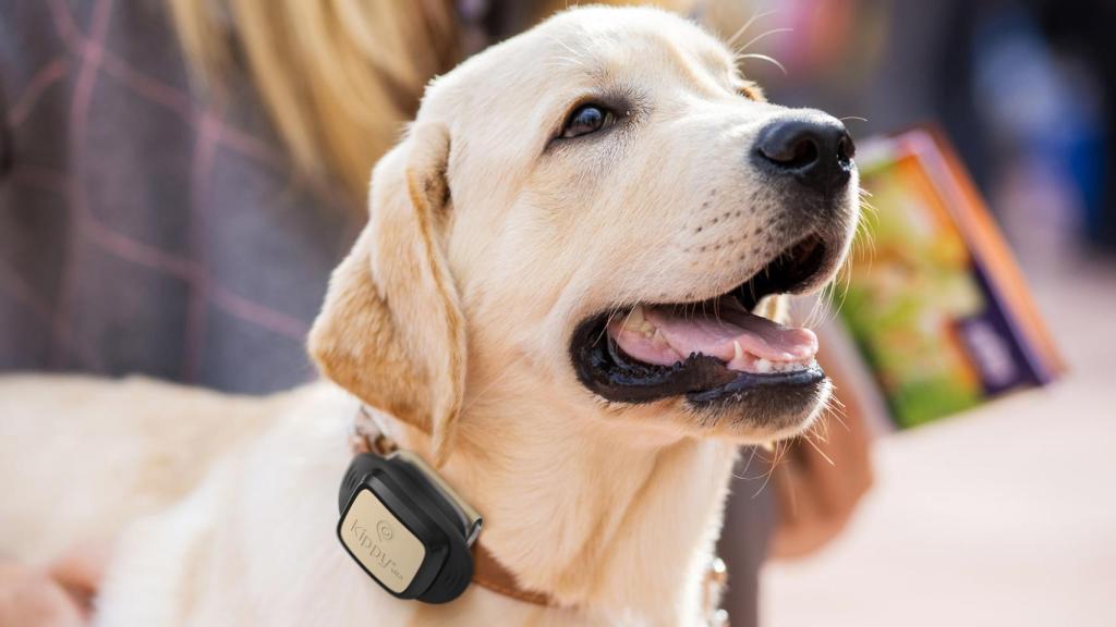 V-Pet, no apto para perros y gatos pequeñitos, muy práctico para los grandes.