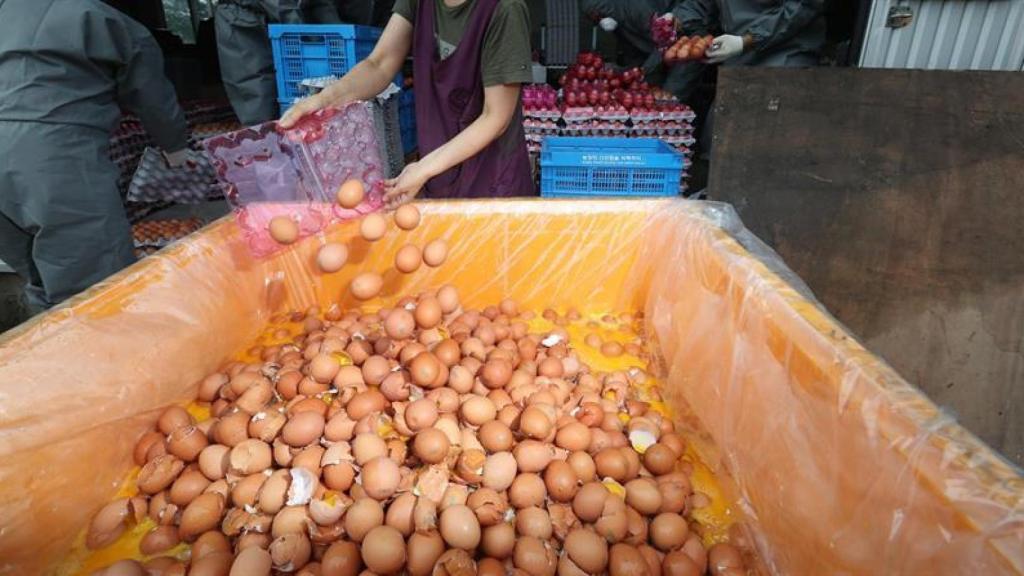 Partida de huevos contaminados retirada de la cadena de producción tras la crisis del fipronil