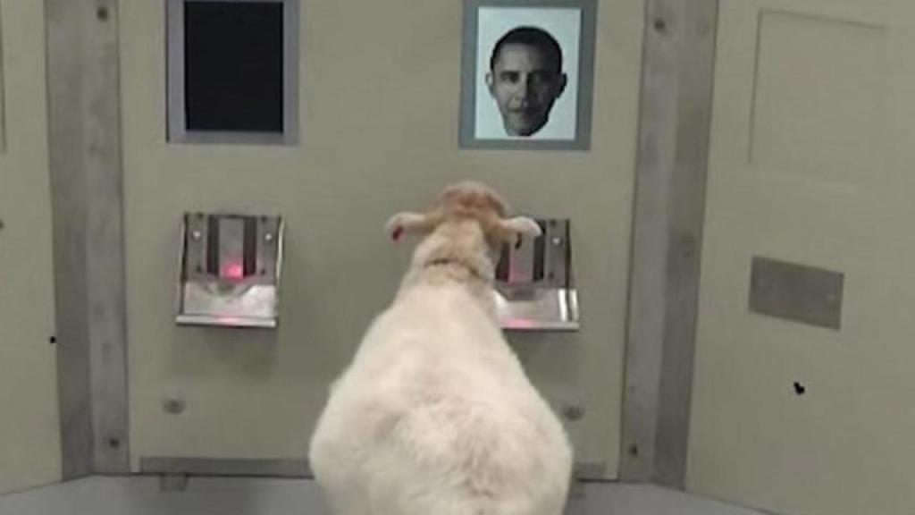 Trending-topic-ovejas-obama-cambridge