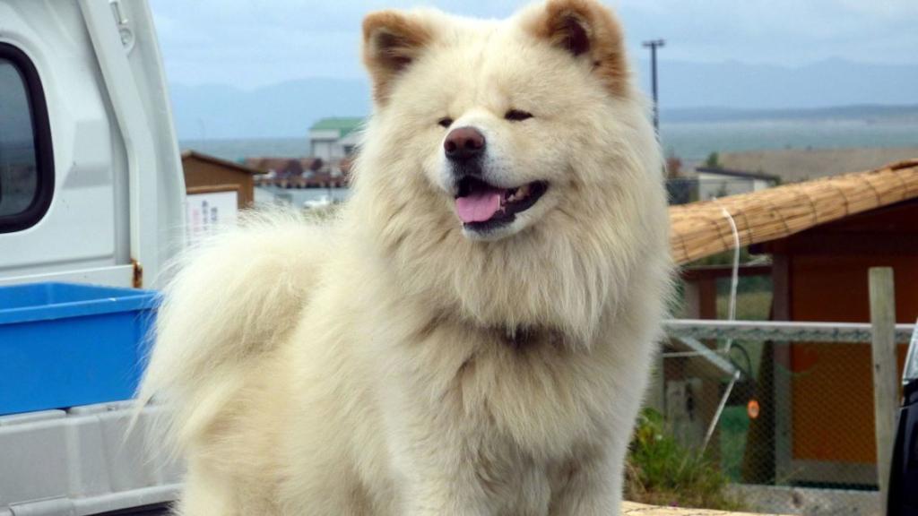 Un Akita Inu blanco.