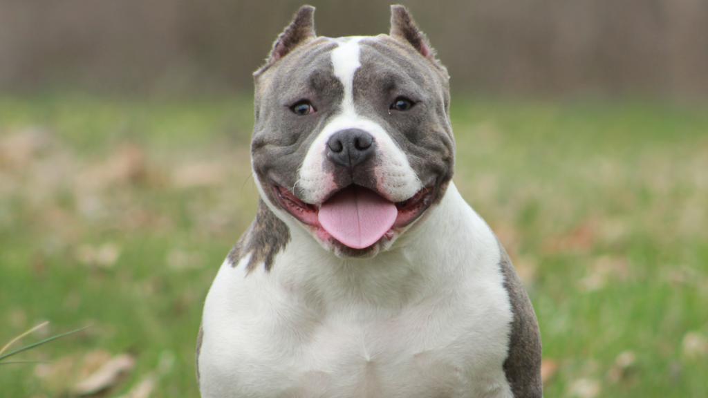 El american bully.