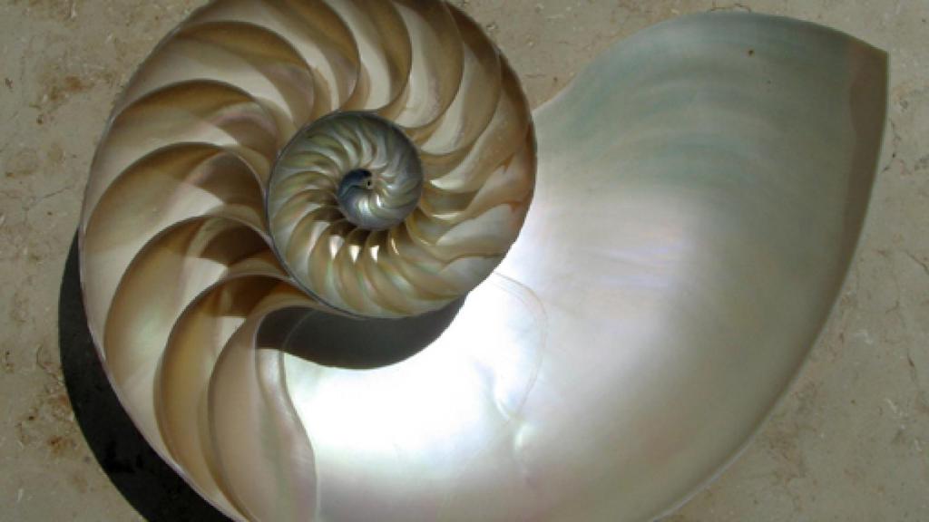 Image: El ejemplo de D'Arcy Thompson