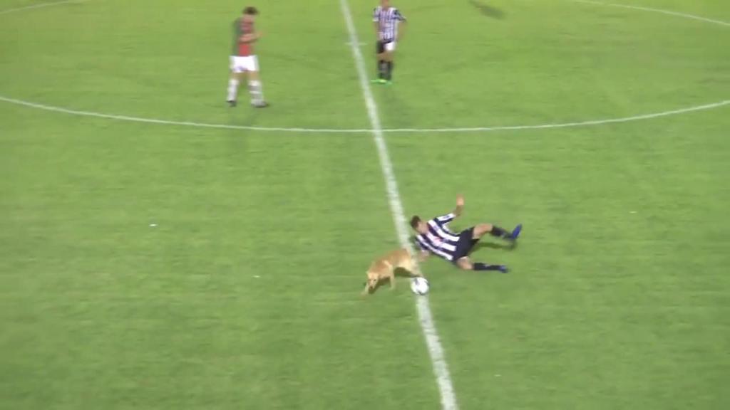 Momento en el que el perro derriba a Marcos Sánchez, jugador del Central Córdoba.