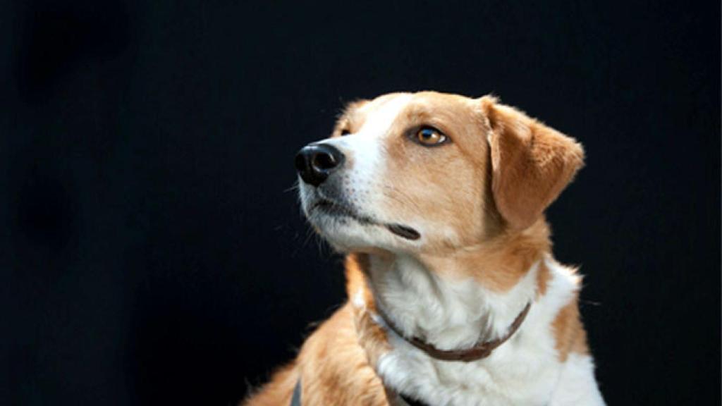 zamora exposicion perros (2)