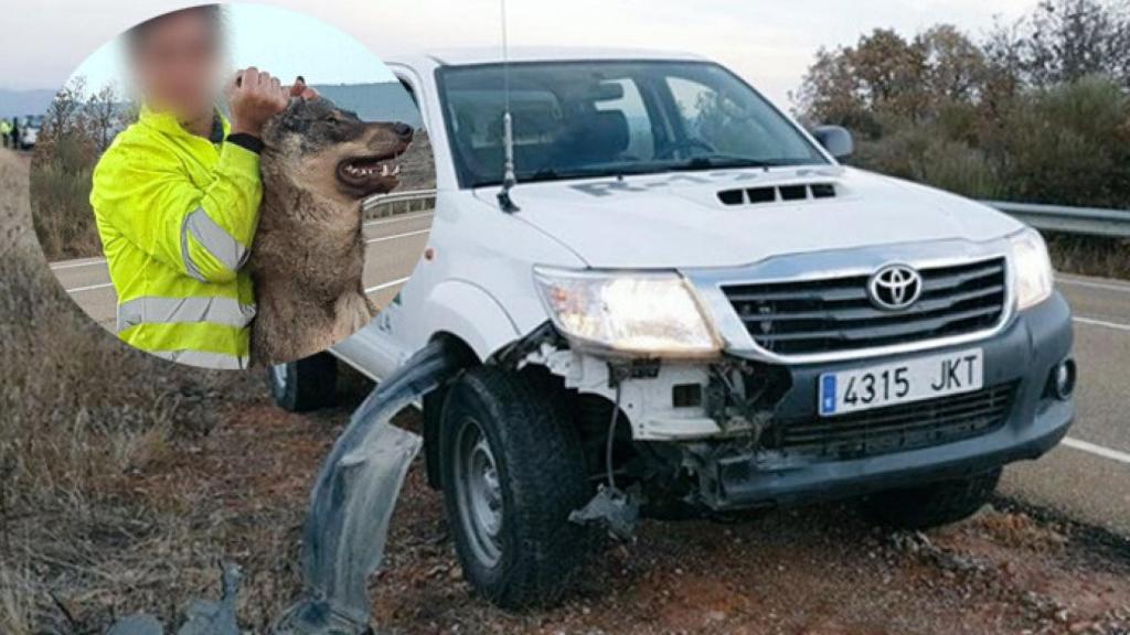 Palencia-tragsa-lobo-muerto-trabajador