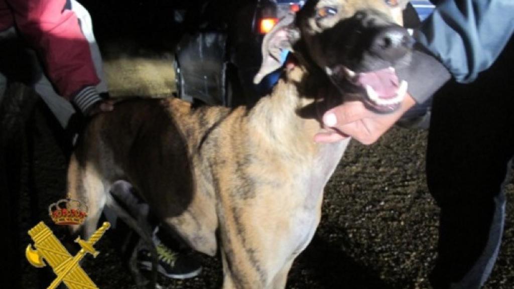 galgo caza furtiva seprona valladolid 1