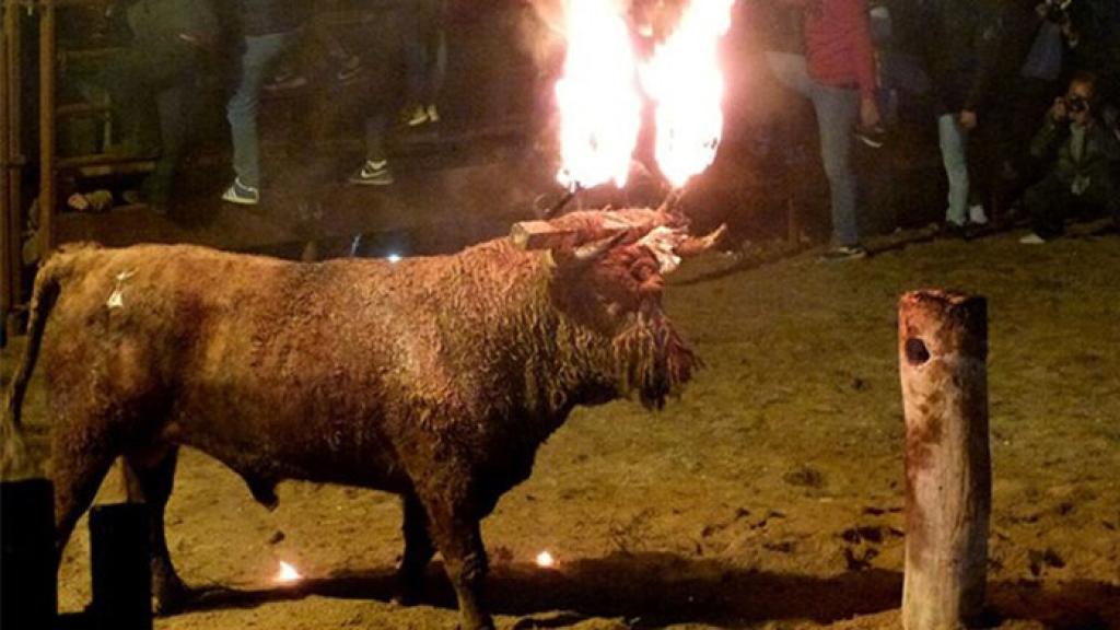 Toro Jubilo en Medinaceli