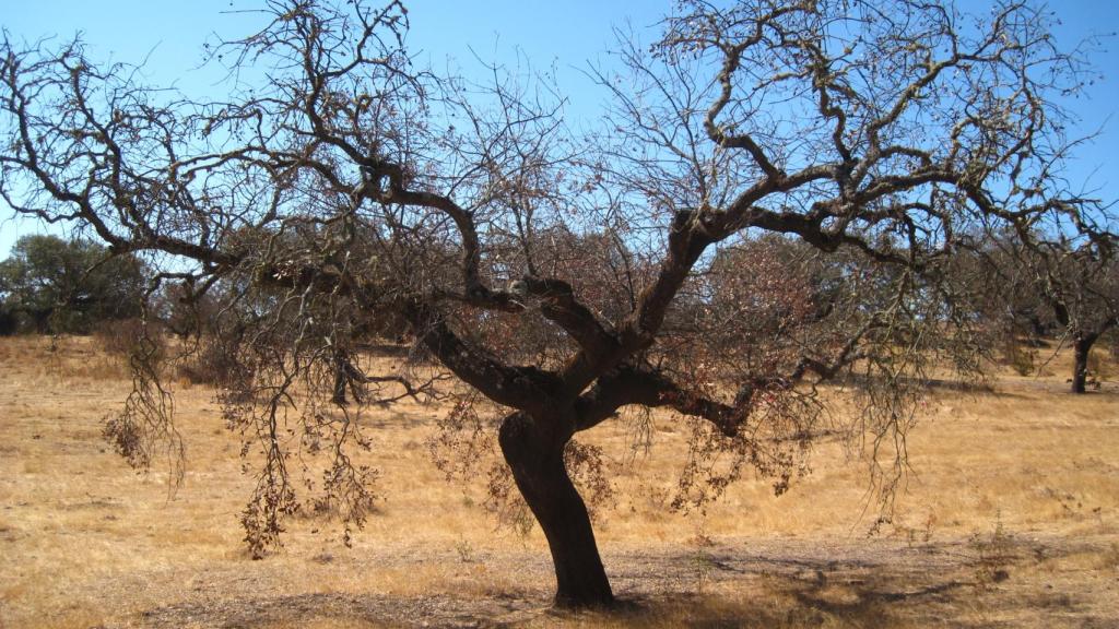 Una encina afectada por la enfermedad de la seca en la comarca del Andévalo (Huelva).