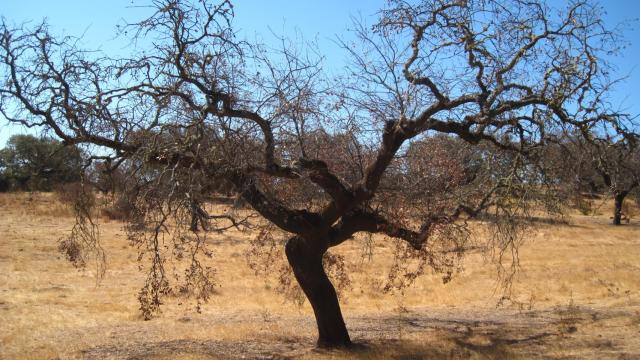 Una encina afectada por la enfermedad de la seca en la comarca del Andévalo (Huelva).