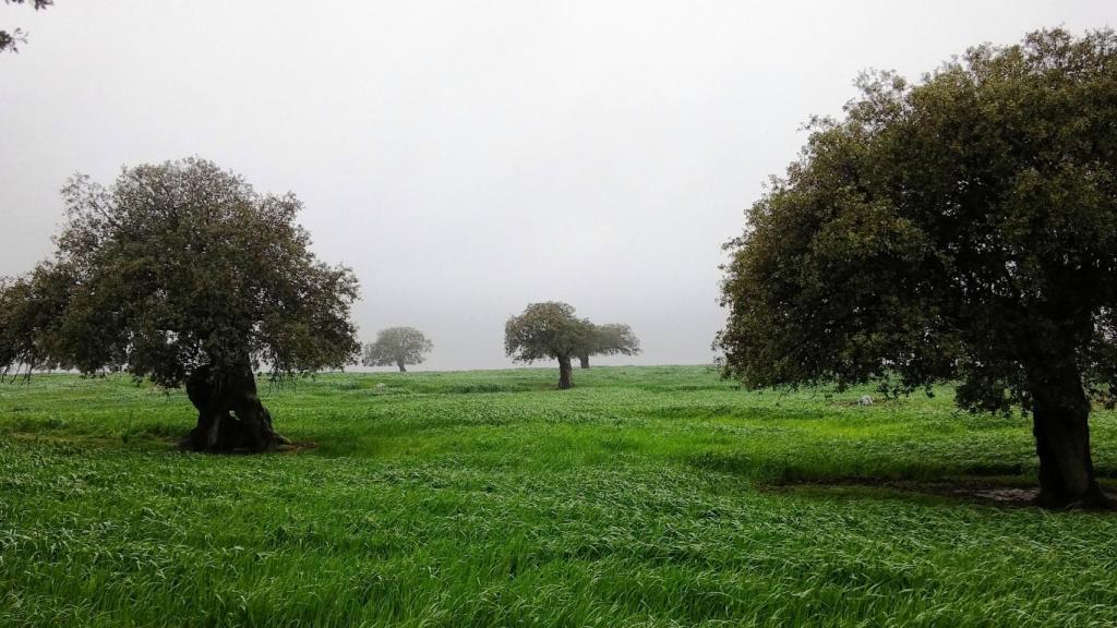 La dehesa es un ecosistema con más de tres millones de hectáreas en nuestro país.