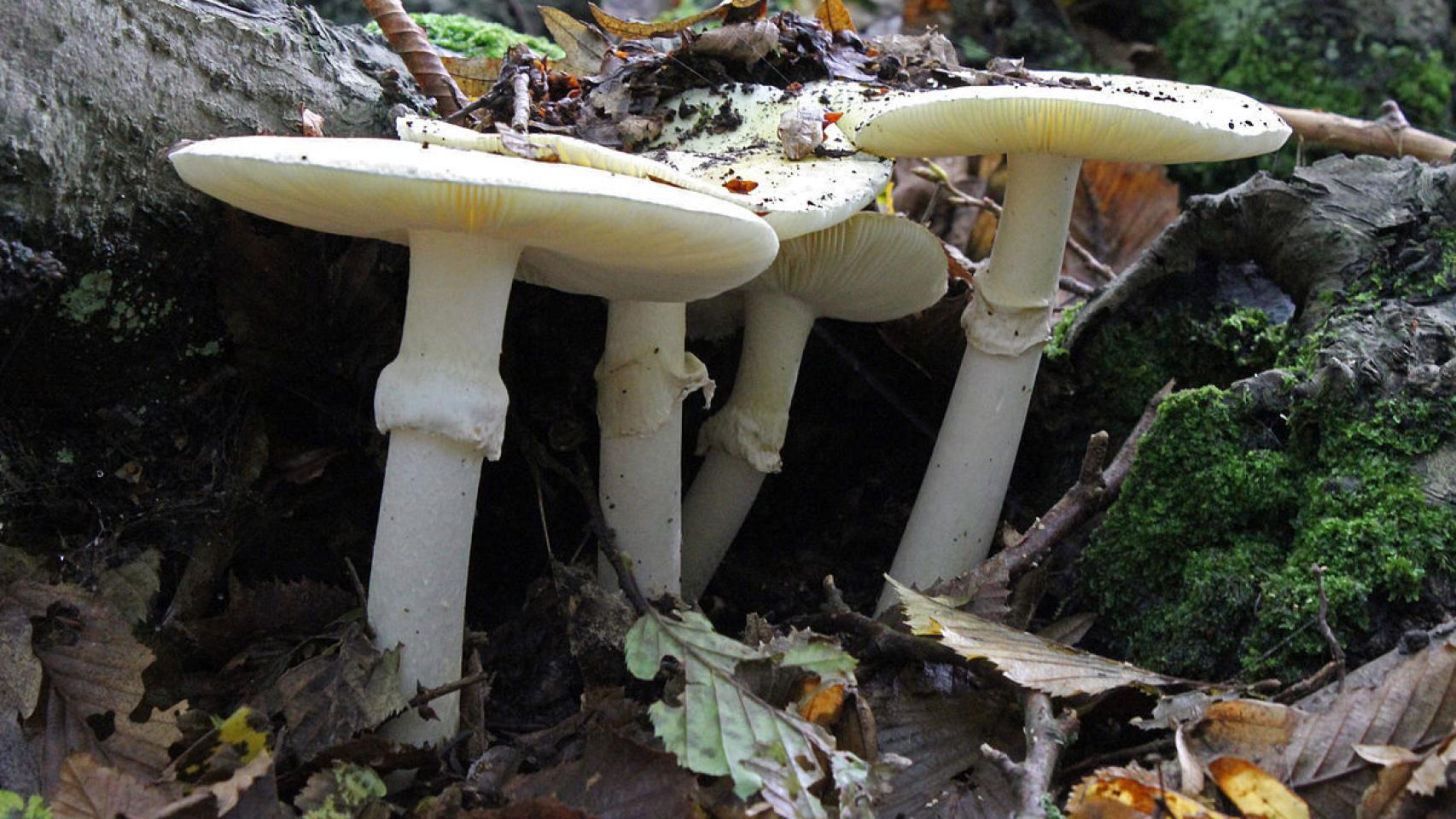 Amanita phalloides
