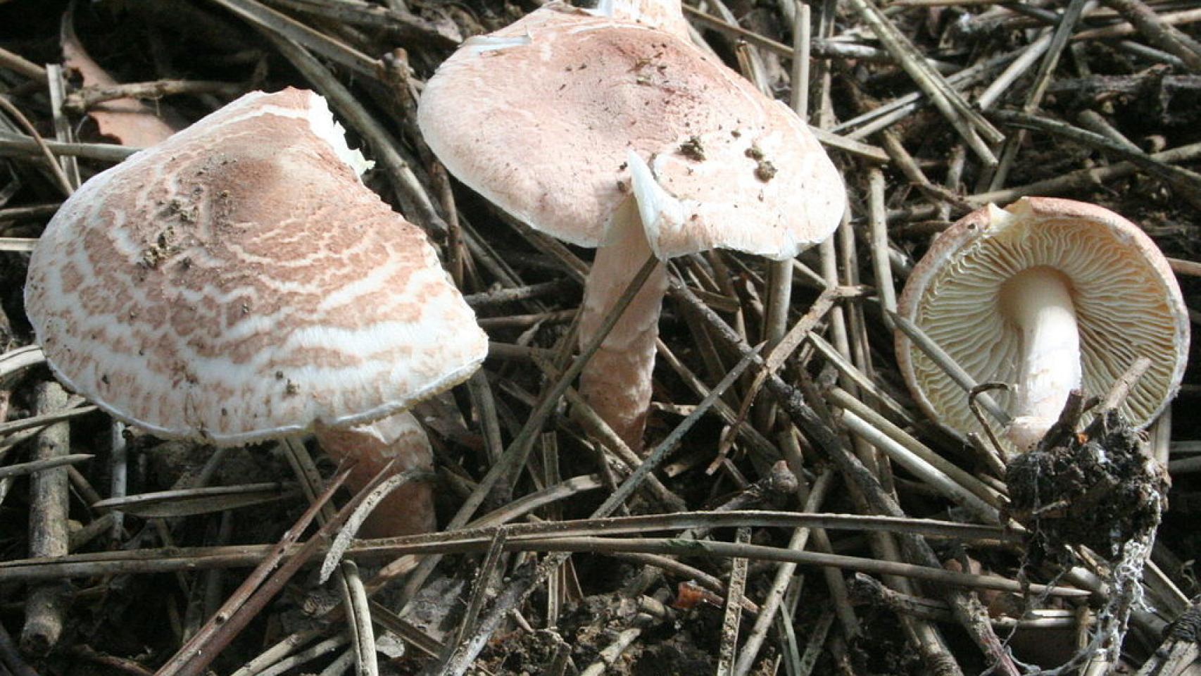 Lepiota brunneo-incarnata