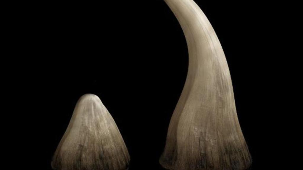 rinocerontes cuernos caza furtiva