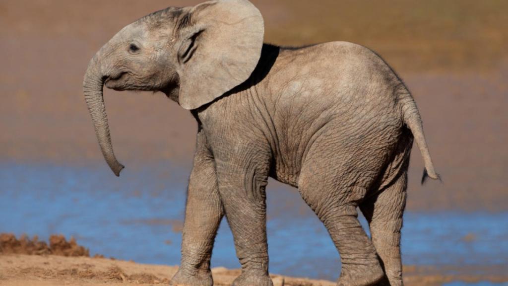 Un elefante africano jovencito.