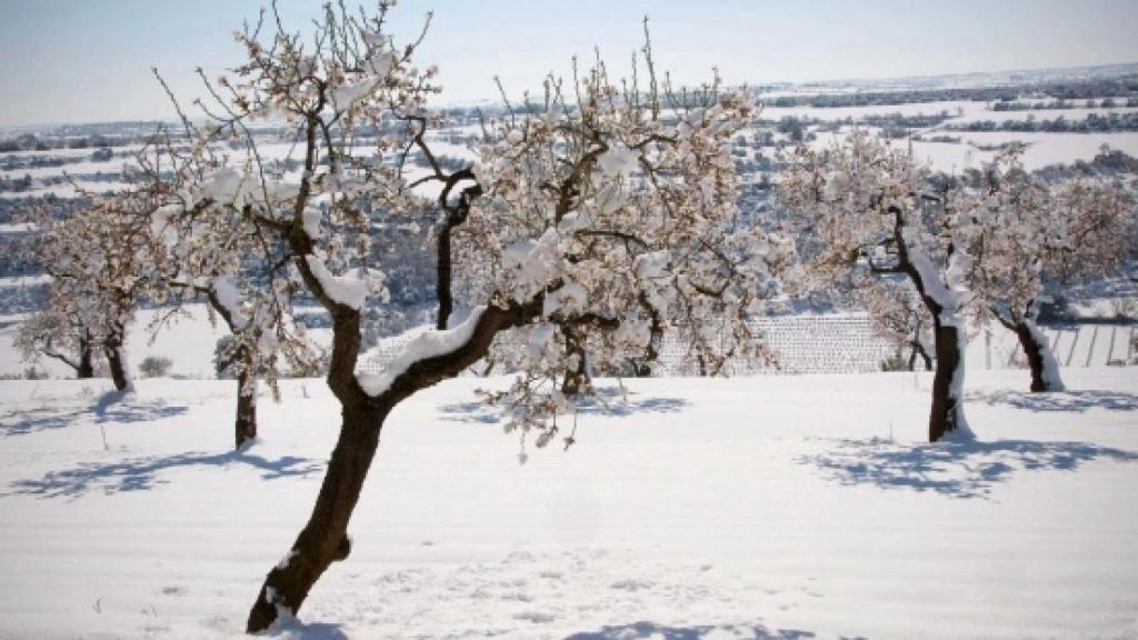 Almendros en la localidad de Tárrega.