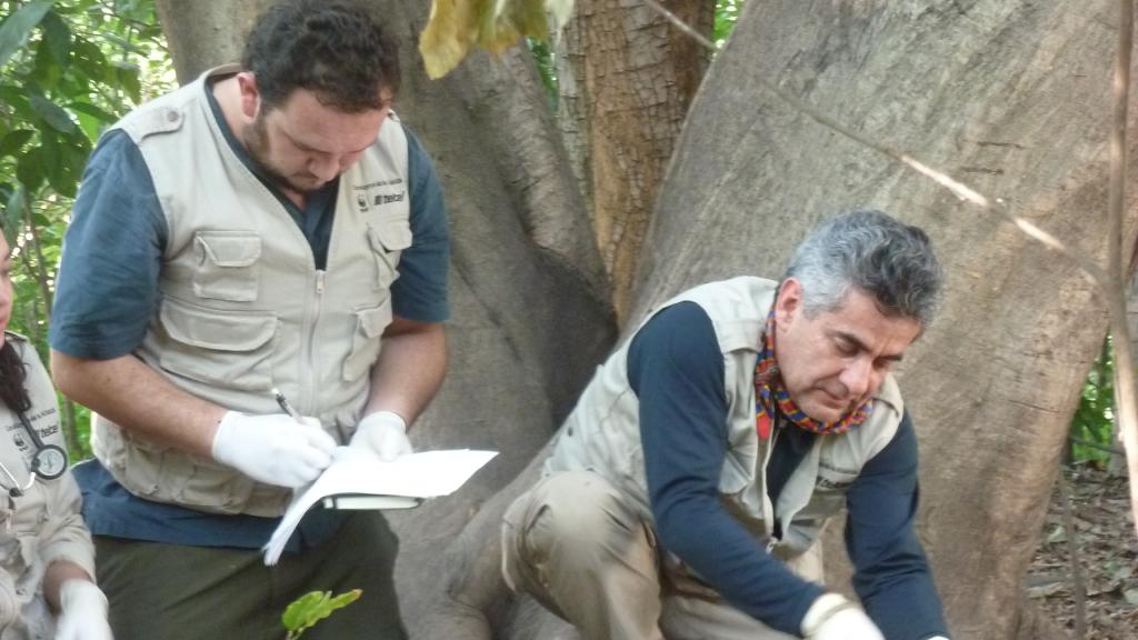 Gerardo Ceballos trabaja sobre un espécimen de jaguar capturado.