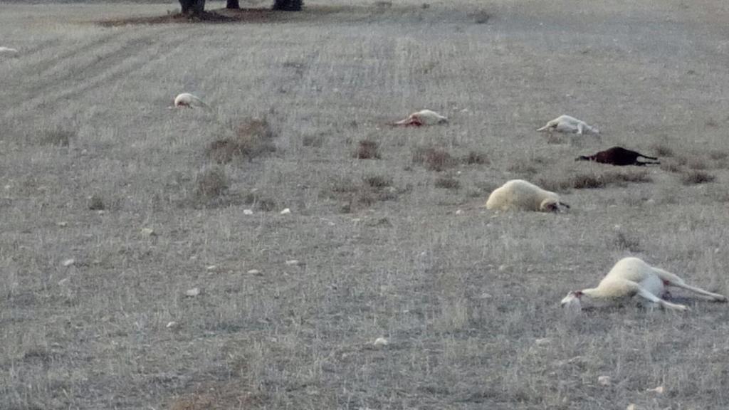 La imagen que encontró la alcaldesa al llegar al lugar de los hechos.