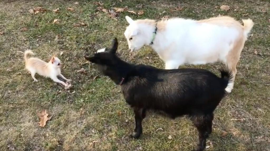 Lola, el perro pastor que tan sólo pesa 1kg