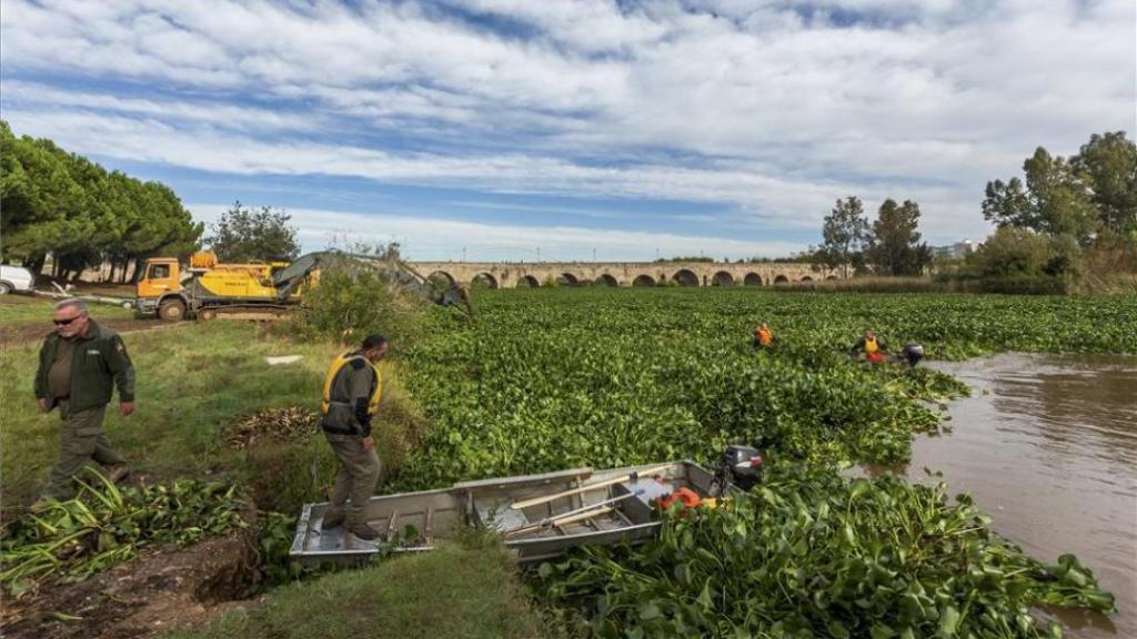 Un grupo de operarios intenta limpiar el cauce del río Guadiana a su paso por Medellín (archivo).