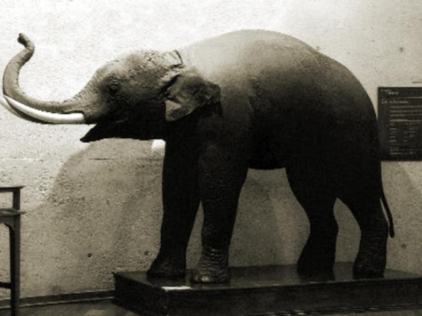 Elefante asiático entregado por Carlos III al Museo de Ciencias Naturales.
