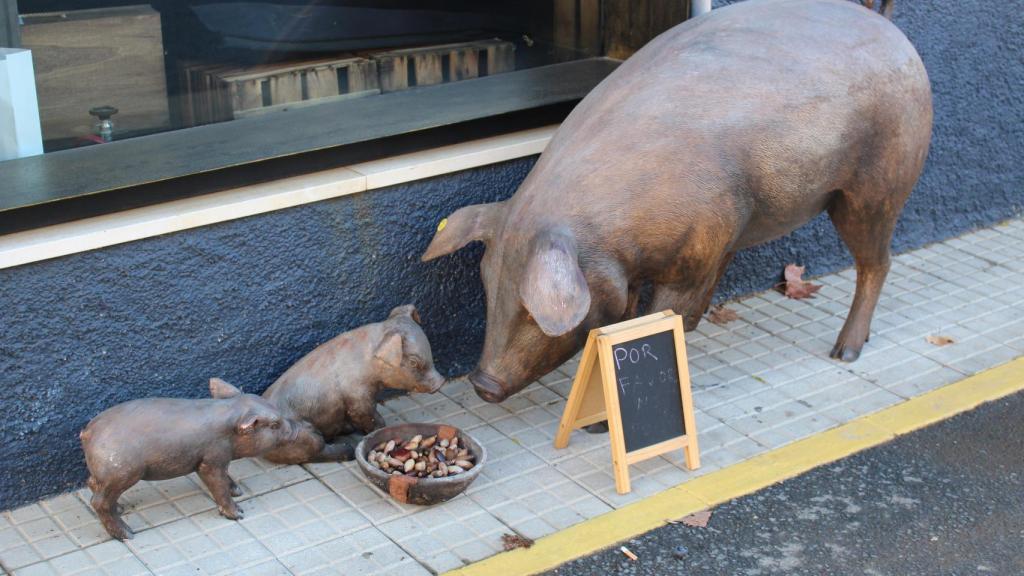 Los habitantes de Jabugo viven de y para el cochino.