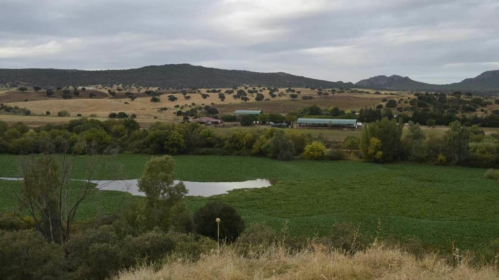El camalote sobre la superficie del Guadiana a su paso por el municipio de Don Álvaro, en 2016.