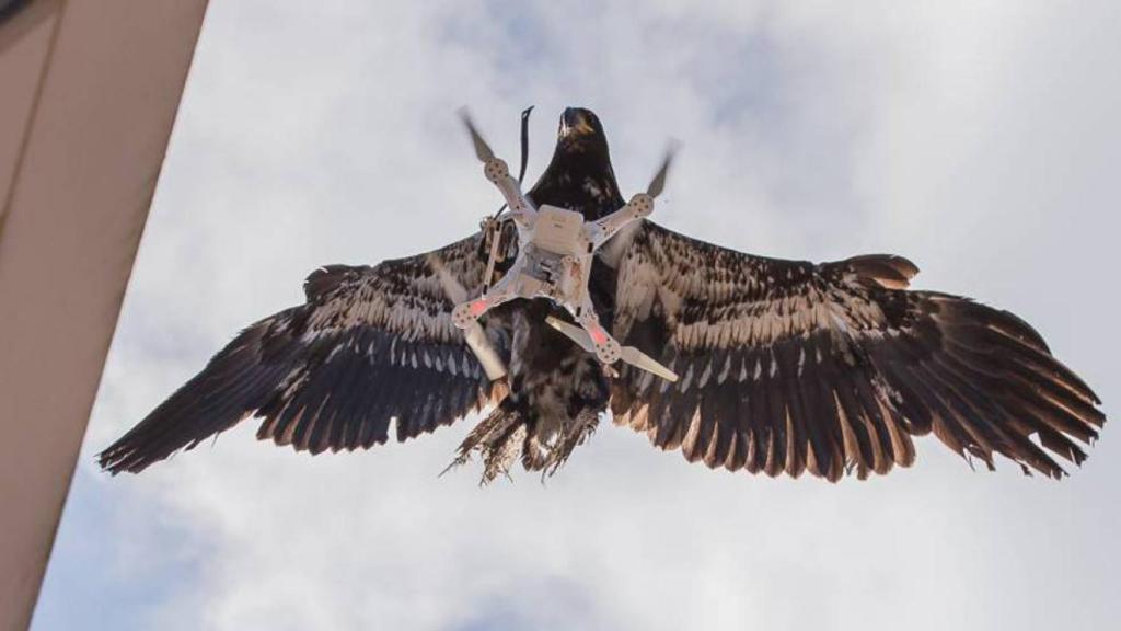 aguilas cazando drones holanda
