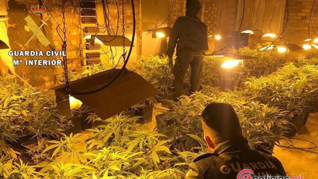 Burgos-guardia-civil-marihuana