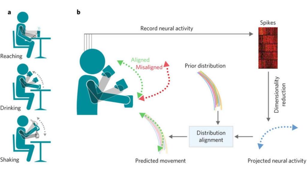 El estudio estudia la respuesta neurológica a movimientos como coger, beber y sacudir.