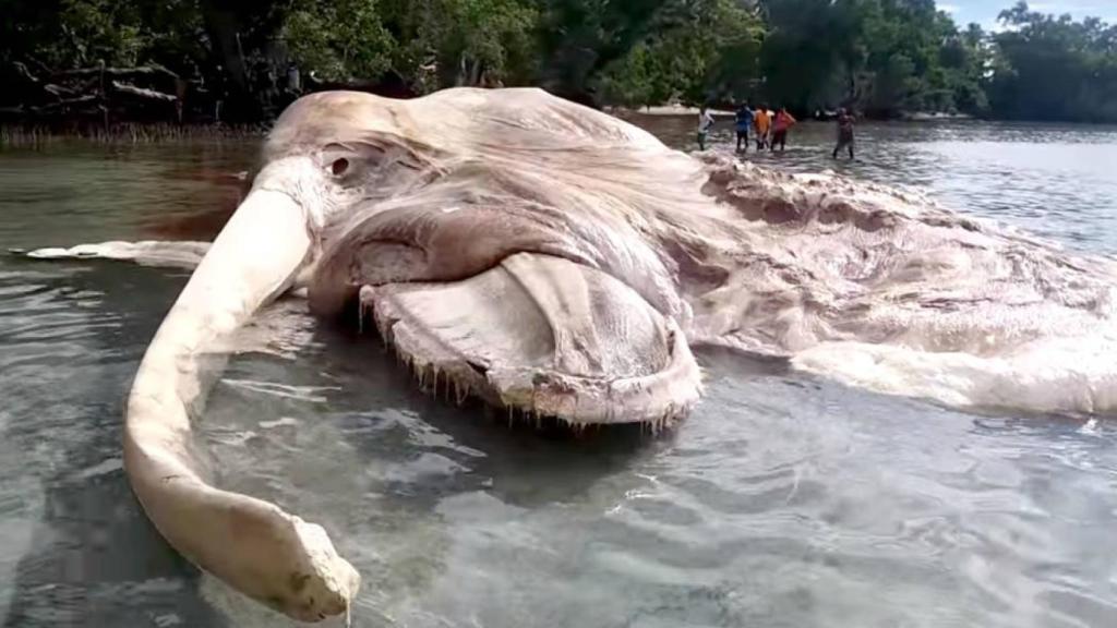 El monstruo marino que resultó ser una ballena.