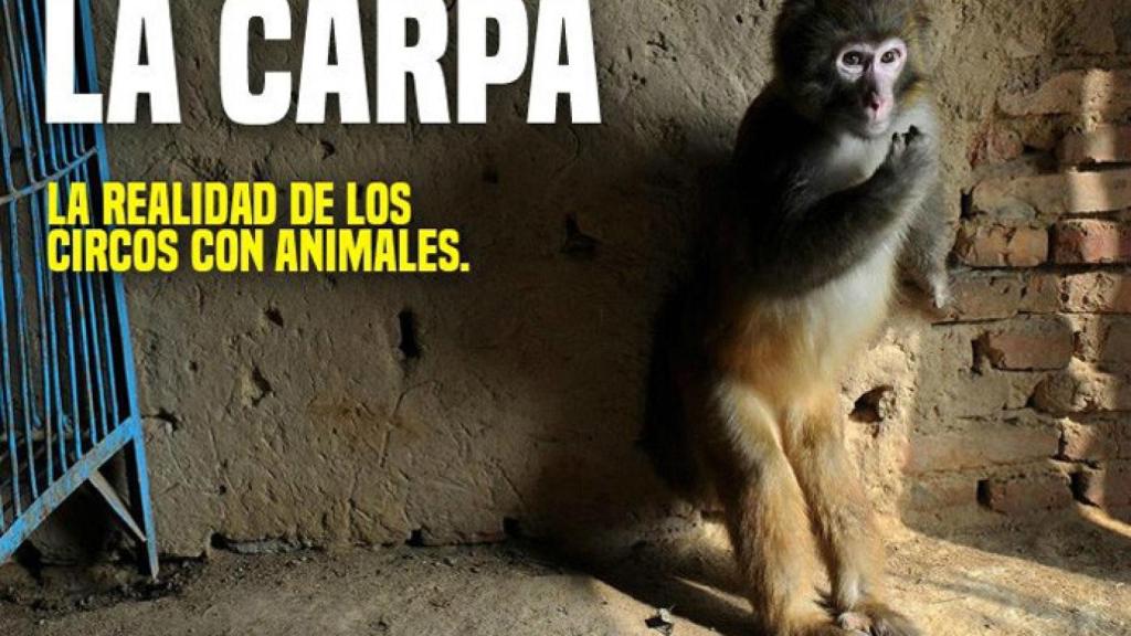 zamora libera circo sin animales