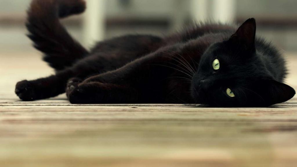 Un gato en una imagen de archivo.