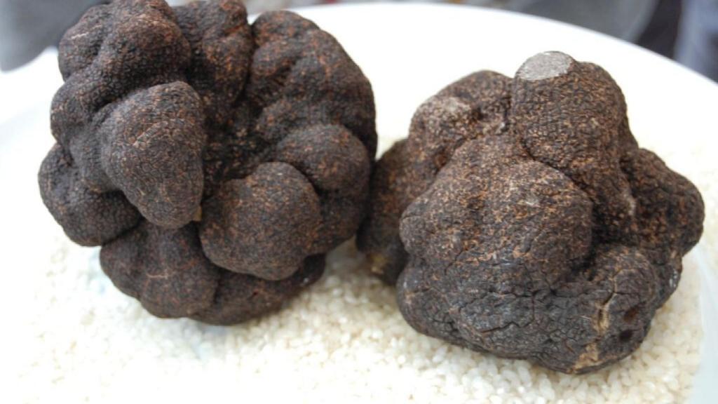 Dos trufas de Soria se venden a 4.000 euros en Madrid Fusión
