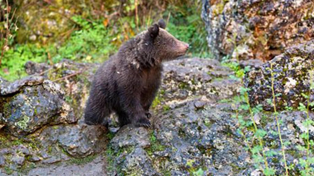 FOTO: El Hosquillo permite ver animales en su hábitat natural.