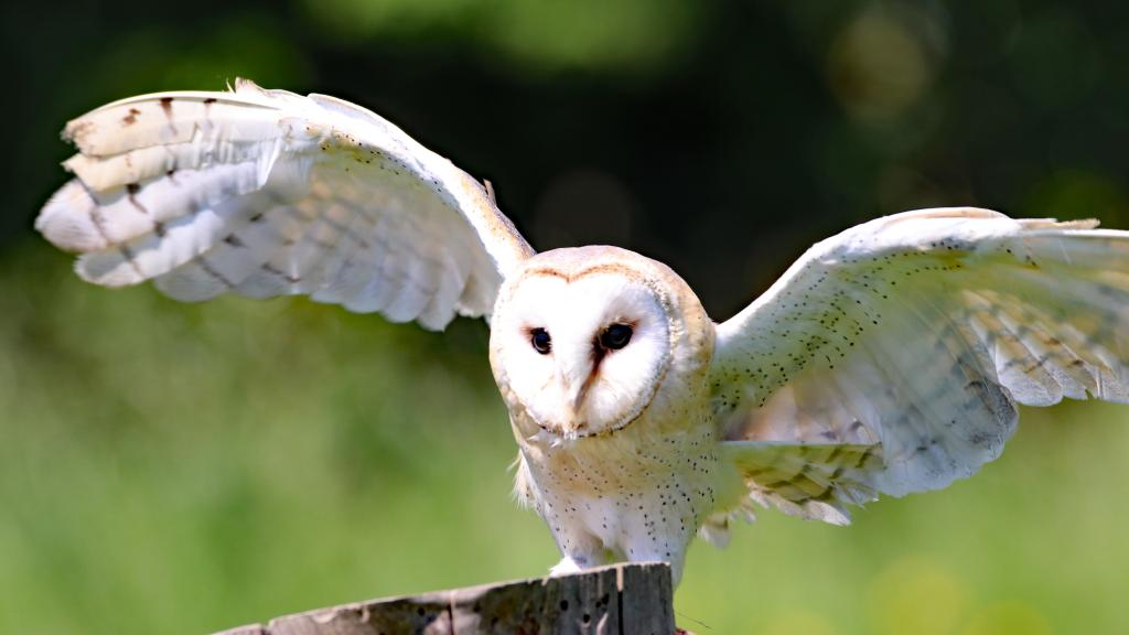 Una lechuza común se posa sobre el tronco de un árbol.