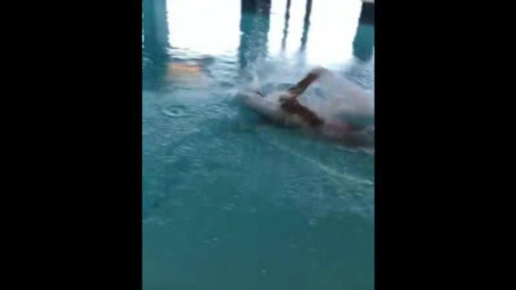 Ramos se entrena en la piscina