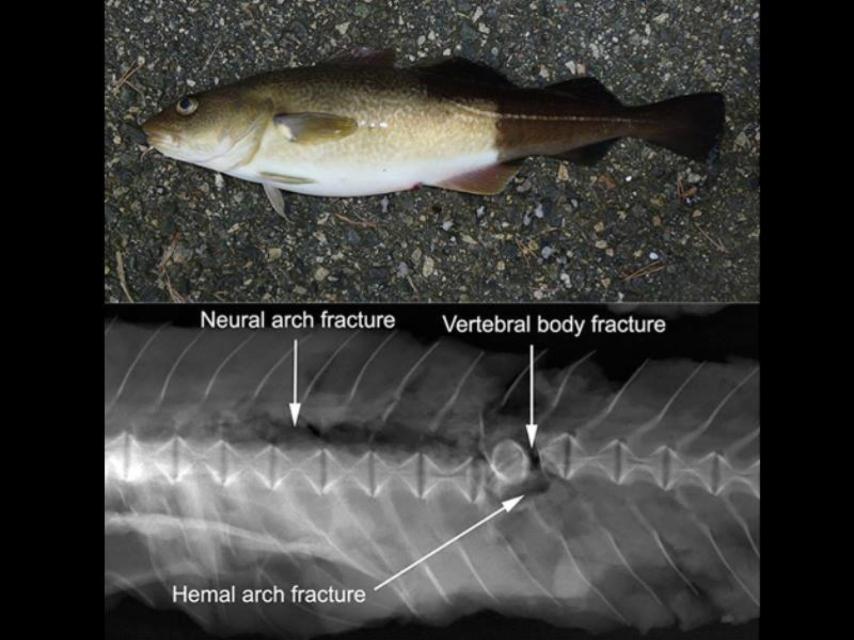 Lesión vertebral de un bacalao provocada por el shock.