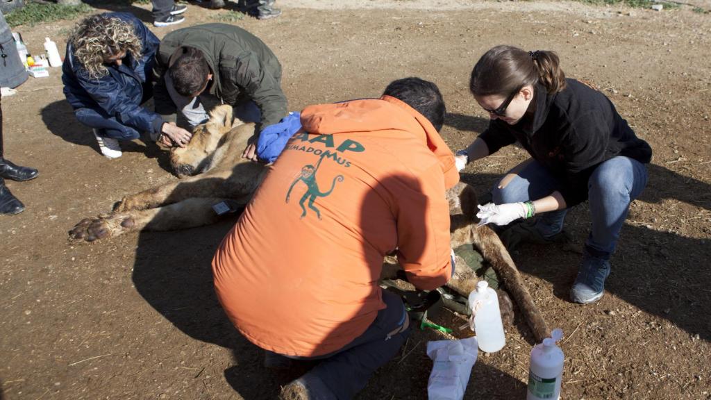 Un chequeo veterinario.