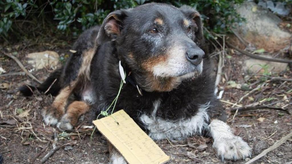 Del collar de Louie colgaba el cartel que lo identificaba como el héroe del día