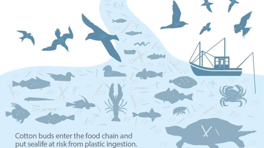 Las especies a las que los bastoncillos vertidos al mar ponen en peligro.