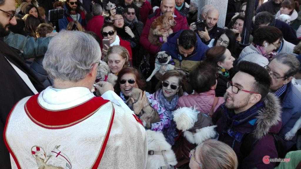 Bendición San Antón Salamanca 9