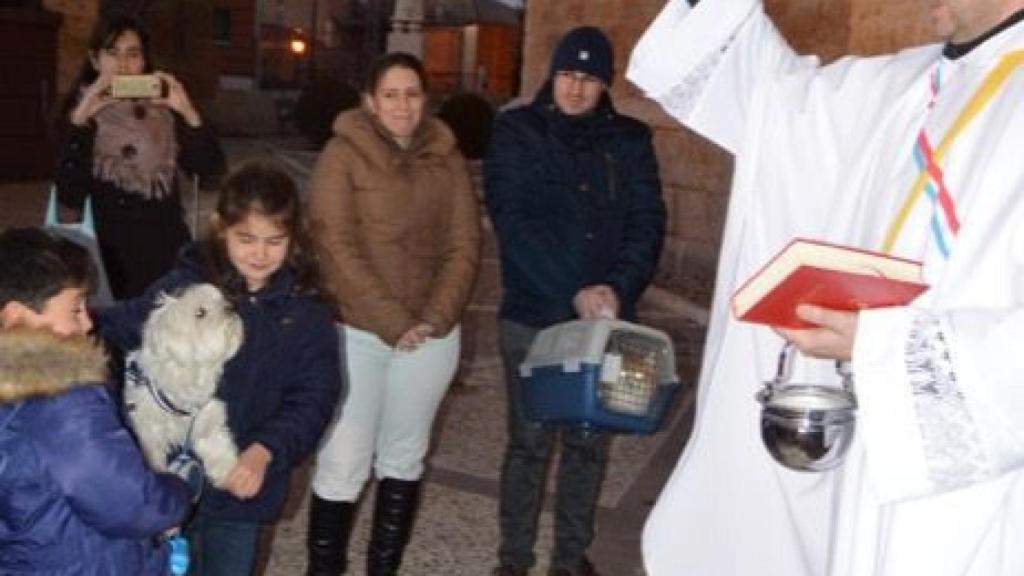 cigales san anton bendicion animales 1