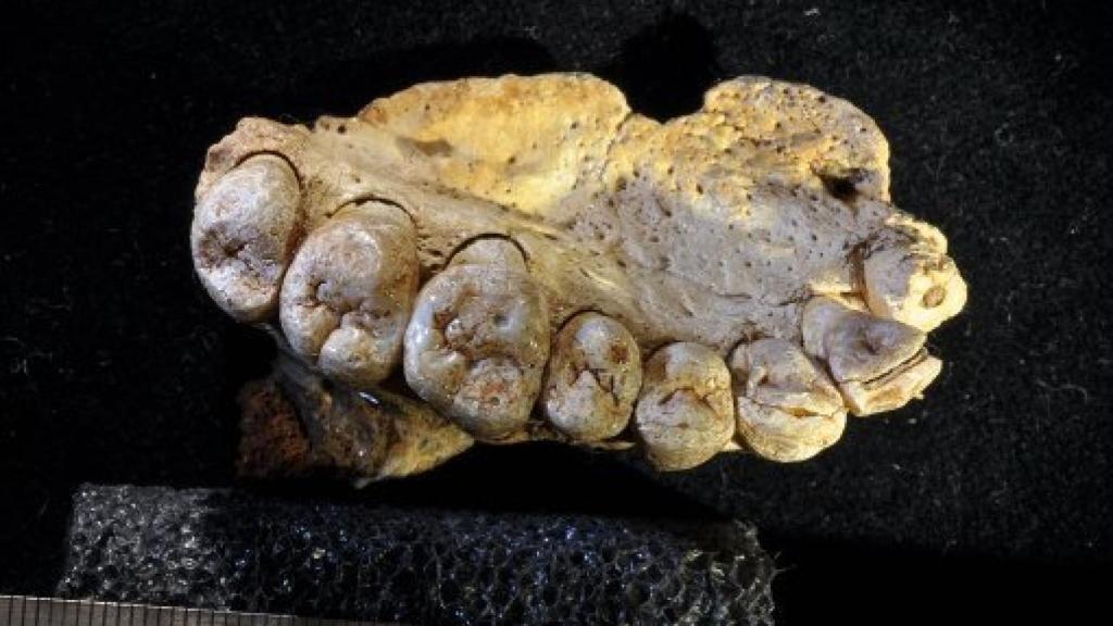 Image: El Homo sapiens salió de África mucho antes de lo que se pensaba