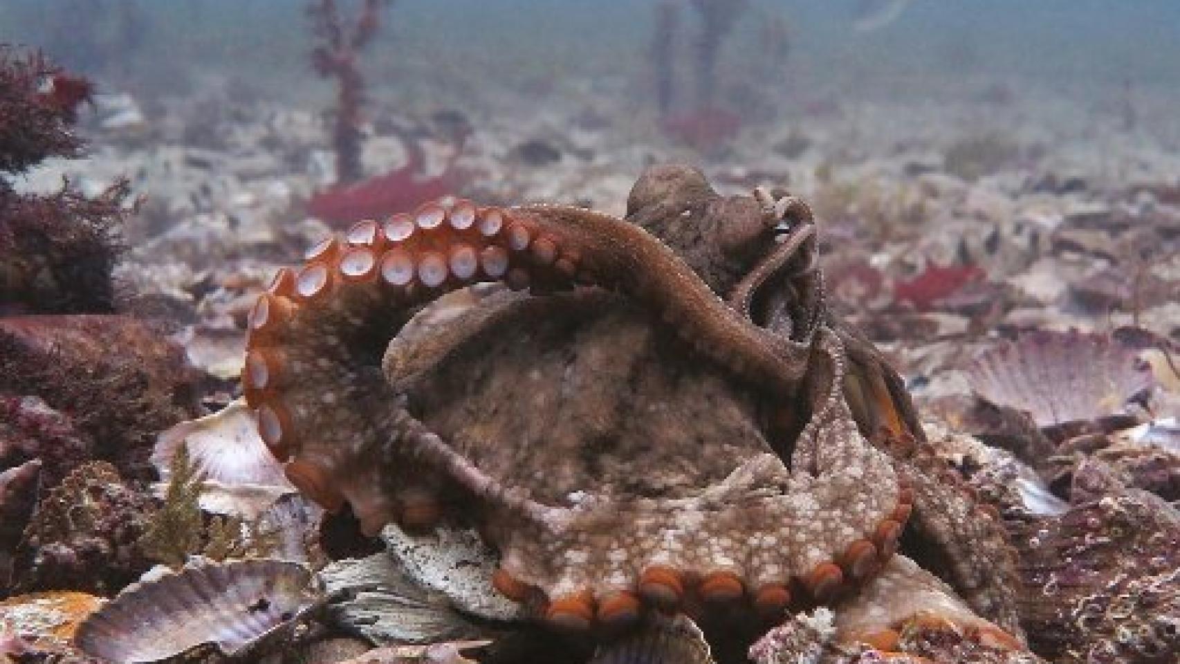 Image: ¿En qué piensan los pulpos?