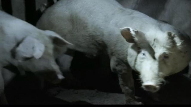 El Pozo carga contra el reportaje de Évole y defiende sus controles