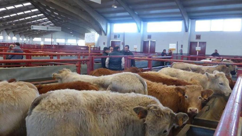 ganado-vacuno-mercado-salamanca