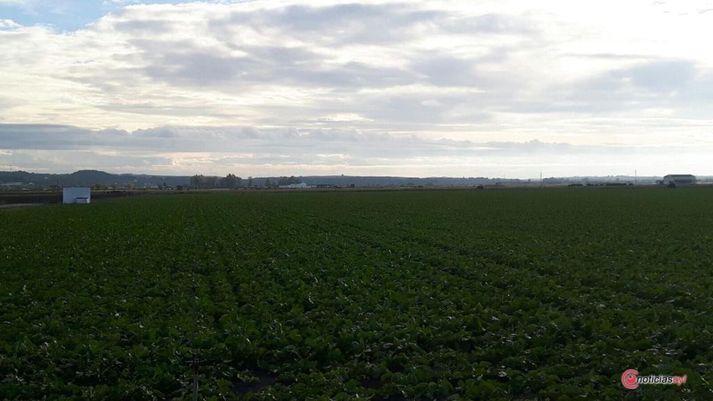 zamora campo remolacha