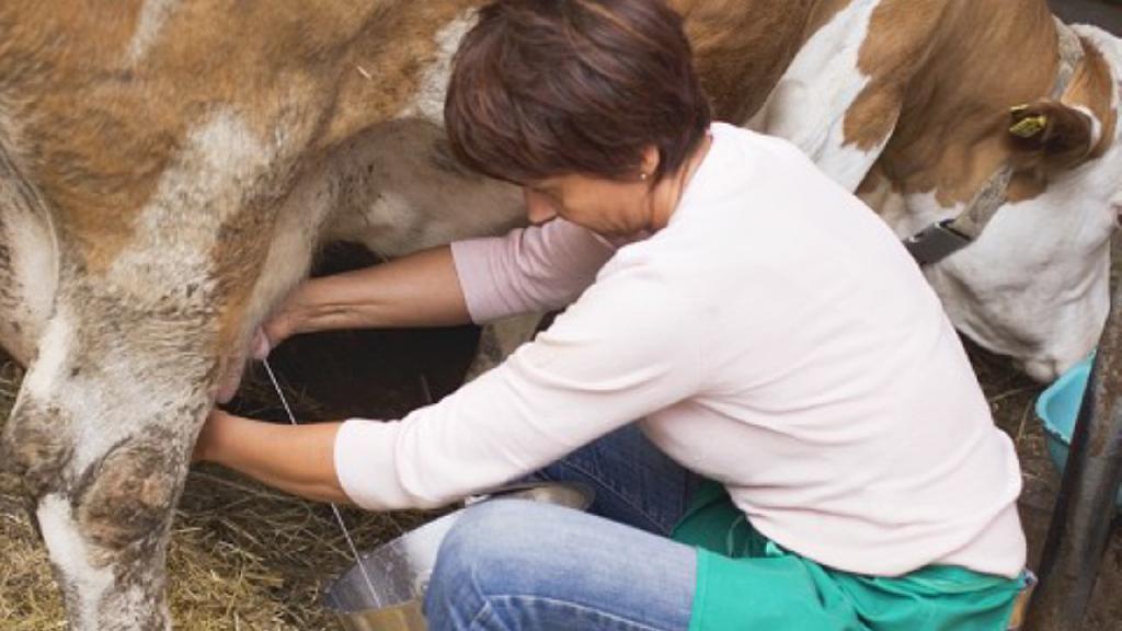 Ordeño tradicional.