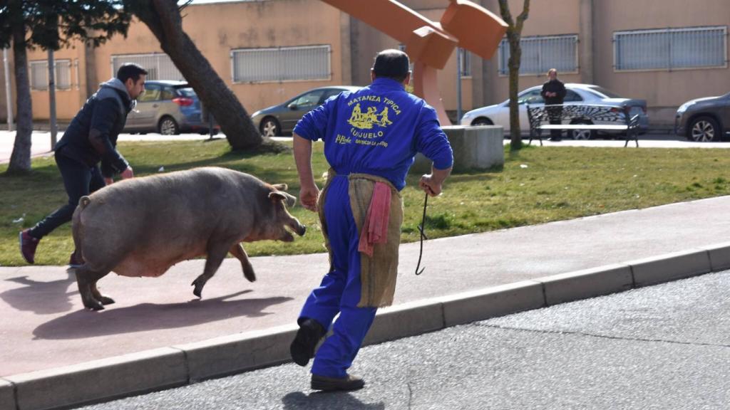 matanza guijuelo cerdo